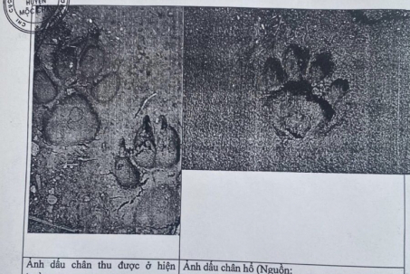 Tin tức 24h qua: Chuyên gia phân tích về dấu chân nghi là hổ ở Sơn La