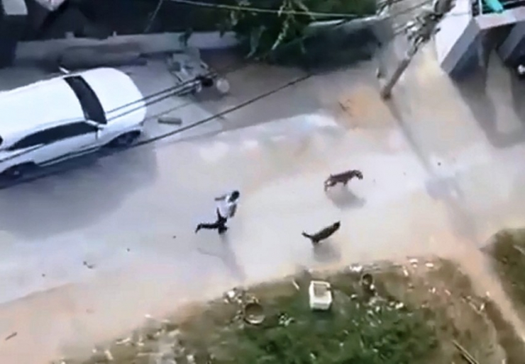 Thảo thả hai con chó qua cắn hàng xóm. Ảnh cắt từ clip