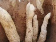Thị trường - Tiêu dùng - Đào măng, ông lão đụng trúng 7 &quot;con rắn&quot;, không ngờ là báu vật tiền tỷ