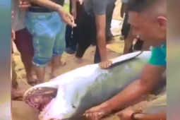 Khoảnh khắc kinh hoàng du khách bị cá mập ăn thịt