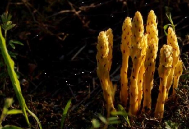 Đào măng, ông lão đụng trúng 7 "con rắn", không ngờ là báu vật tiền tỷ - 2