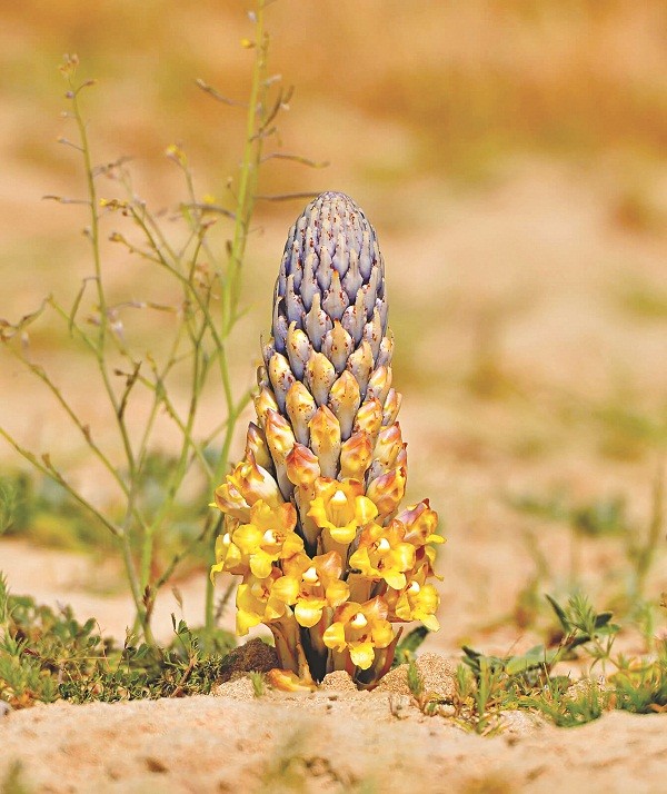 Đào măng, ông lão đụng trúng 7 "con rắn", không ngờ là báu vật tiền tỷ - 3