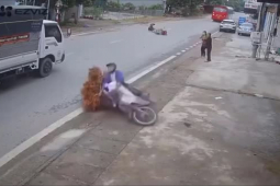 Tin tức trong ngày - Clip: Chạy xe bất cẩn, nữ tài xế rước họa vào thân, gây tai nạn cho "người vận chuyển" vải thiều