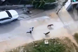 Tin tức trong ngày - Tin tức 24h qua: Đề nghị truy tố người thả chó pitbull cắn hàng xóm tội "giết người"