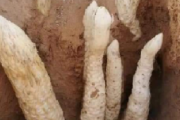 Thị trường - Tiêu dùng - Đào măng, ông lão đụng trúng 7 "con rắn", không ngờ là báu vật tiền tỷ