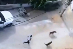 An ninh - Xã hội - Người thả chó cắn hàng xóm bị đề nghị truy tố tội giết người