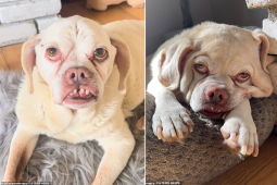 Bạn trẻ - Cuộc sống - Chú chó có khuôn mặt hài hước khiến dân mạng thích thú