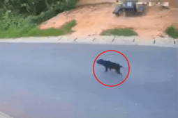 Thế giới xe - Clip: Lái xe tông trúng chó đen, gặp nạn dựng tóc gáy