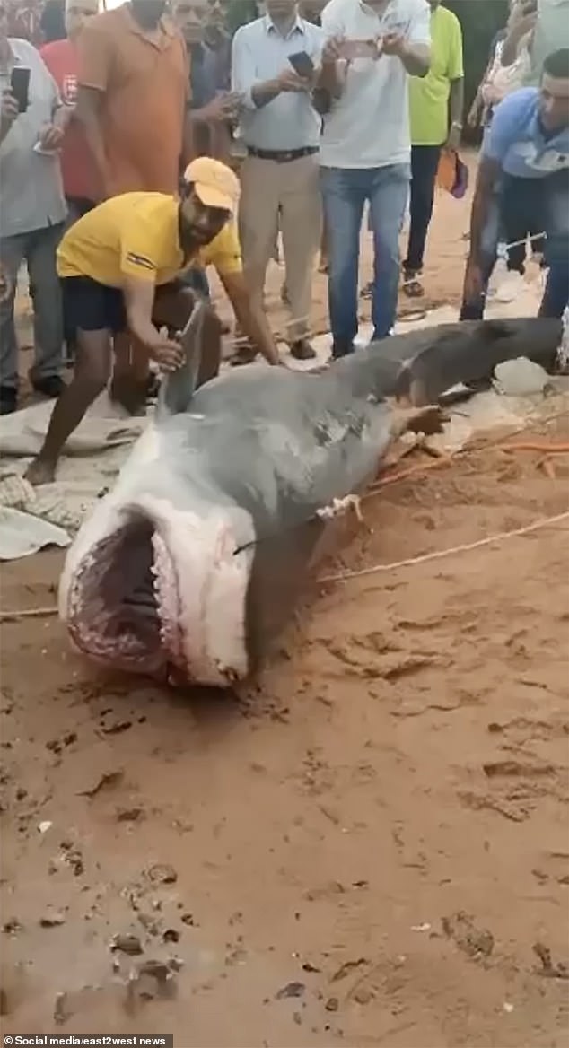 Thông tin mới vụ cá mập ăn thịt thanh niên đang tắm biển ở Ai Cập - 2