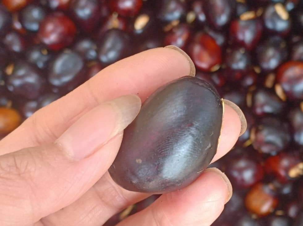 Hạt có kích thước to hơn ngón tay cái.