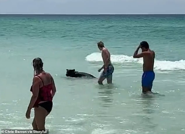 Con vật bơi ngay bên cạnh những người đi tắm biển ở bang Florida, Mỹ.