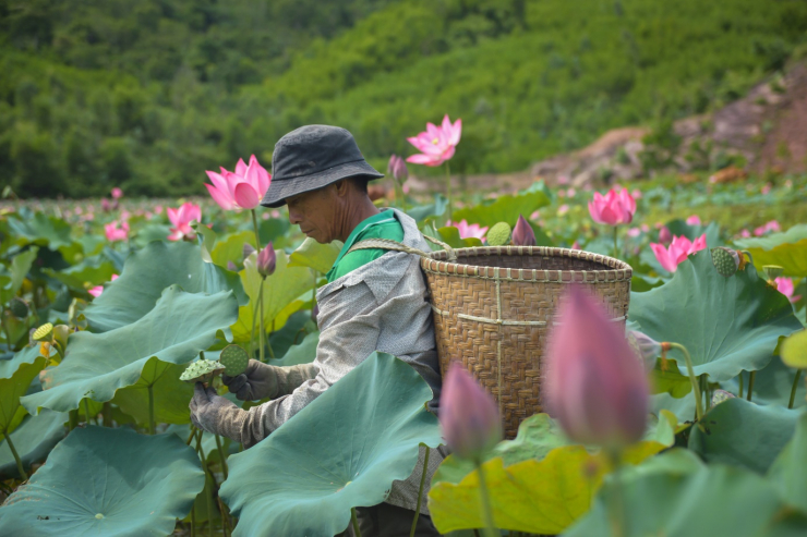 Rực rỡ mùa sen trên cánh đồng Trà Lý xứ Quảng - 4