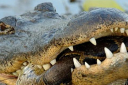 Cá sấu tung ”đòn tử thần” hạ sát hàng loạt con mồi