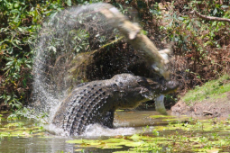 Media - Cá sấu phục kích, hạ sát chuột túi bằng "đòn tử thần"