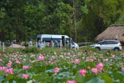 Rực rỡ mùa sen trên cánh đồng Trà Lý xứ Quảng