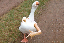 Tin vịt - News fake trên Facebook thế này chỉ khiến cười sặc mì (tin vịt 24 giờ hôm nay)