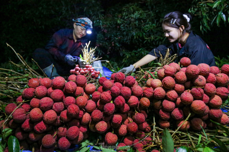 Ngay từ khoảng 3 giờ sáng tại huyện Lục Ngạn, Bắc Giang, các chủ vườn đã tất bật soi đèn pin đi thu hoạch vải, bó thành từng chùm lớn.