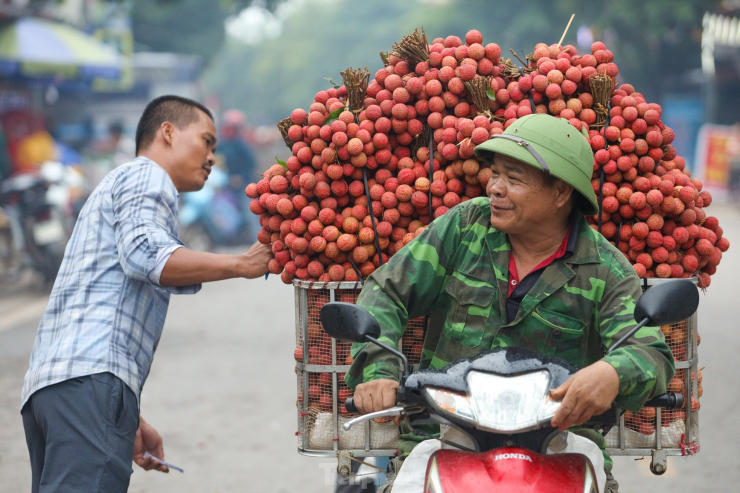 Các xe chở vải chất cao quá đầu người được bó gọn gàng với màu đỏ rực rỡ bắt mắt mang theo niềm vui, kỳ vọng của bà con nông dân về một năm được mùa, được giá.