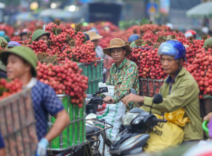 Hàng trăm xe vải ùn ùn kéo đến điểm tập kết thu mua của các thương lái khiến trục đường dọc quốc lộ 31 đến các điểm thương lái thu mua tắc dài, nhuộm đỏ cả một vùng.