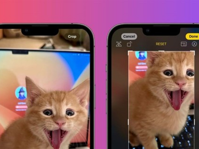 Apple cập nhật tính năng mới trên iOS 17 dành riêng cho ”hội cuồng thú cưng”