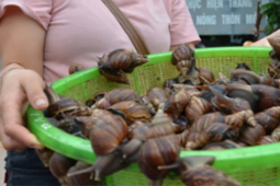 Thị trường - Tiêu dùng - Loài vừa trơn vừa nhớt bò nhan nhản khắp vườn, nay thành "mỏ vàng" dân nhậu cực mê
