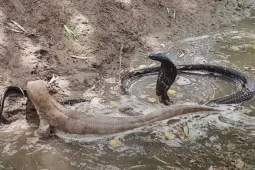 Media - Hổ mang "khủng" đọ sức với thằn lằn, kết quả ra sao?