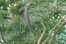 Thị trường - Tiêu dùng - Loại quả dại ở Việt Nam dài cả mét, xưa ăn "chống đói" nay thành đặc sản đắt hàng