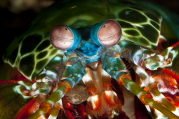 Media - 5 động vật sở hữu "siêu năng lực" phi thường đến khó tin