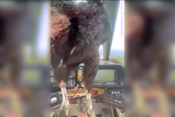 Thế giới - Nam Mỹ: Chim lớn đâm thủng kính máy bay, mặt phi công dính đầy máu