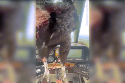 Thế giới - Nam Mỹ: Chim lớn đâm thủng kính máy bay, mặt phi công dính đầy máu