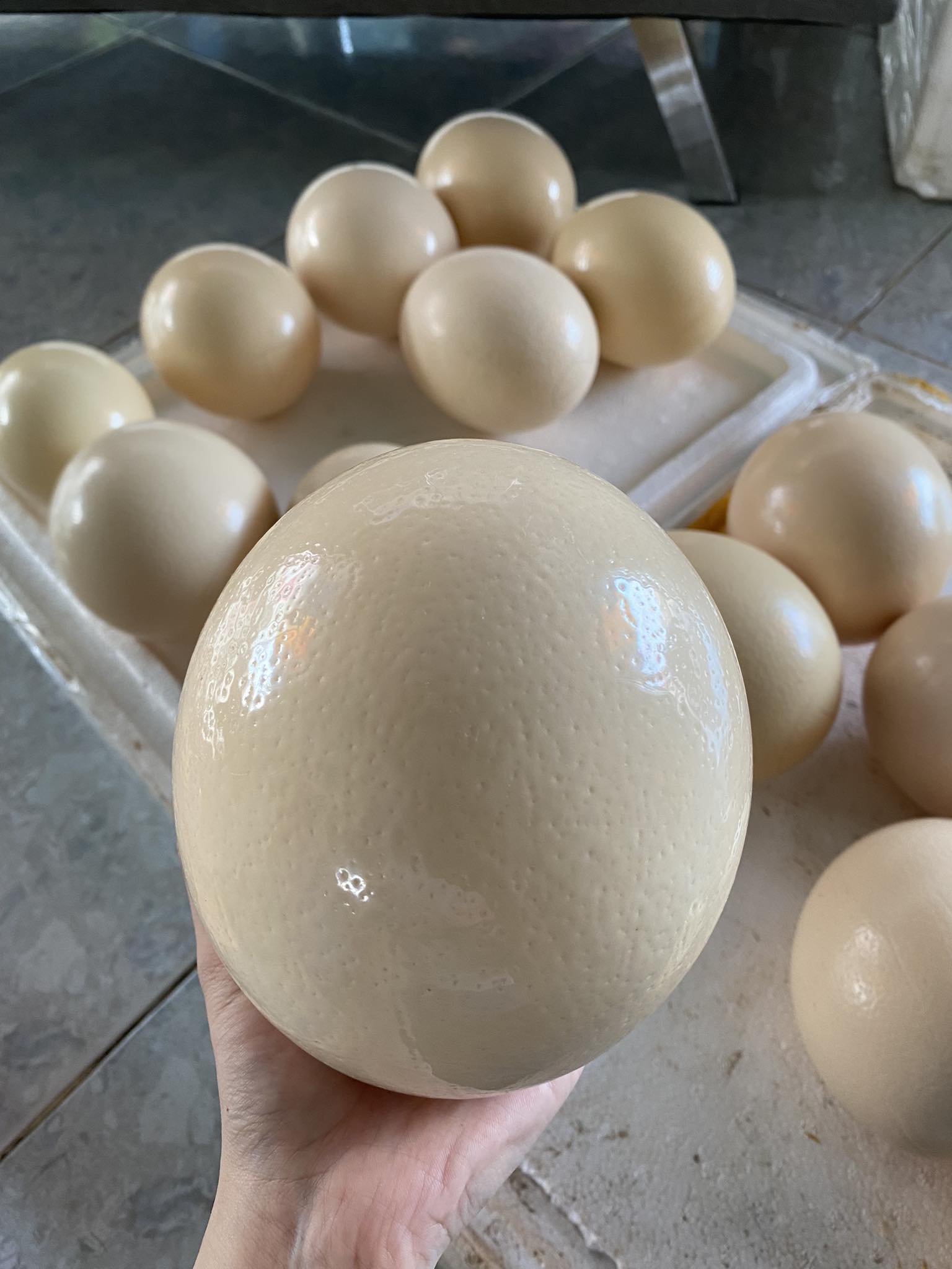 Trứng đà điểu có quả nặng đến 1,8kg.
