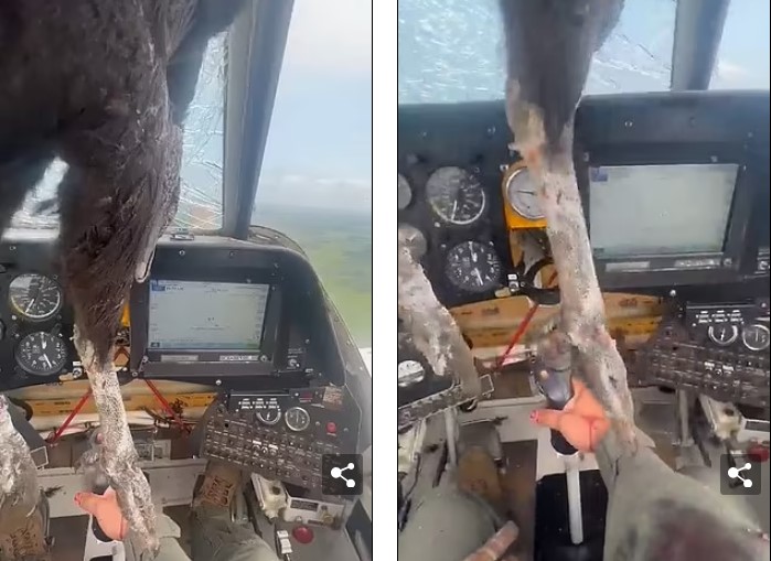 Nam Mỹ: Chim lớn đâm thủng kính máy bay, mặt phi công dính đầy máu - 2