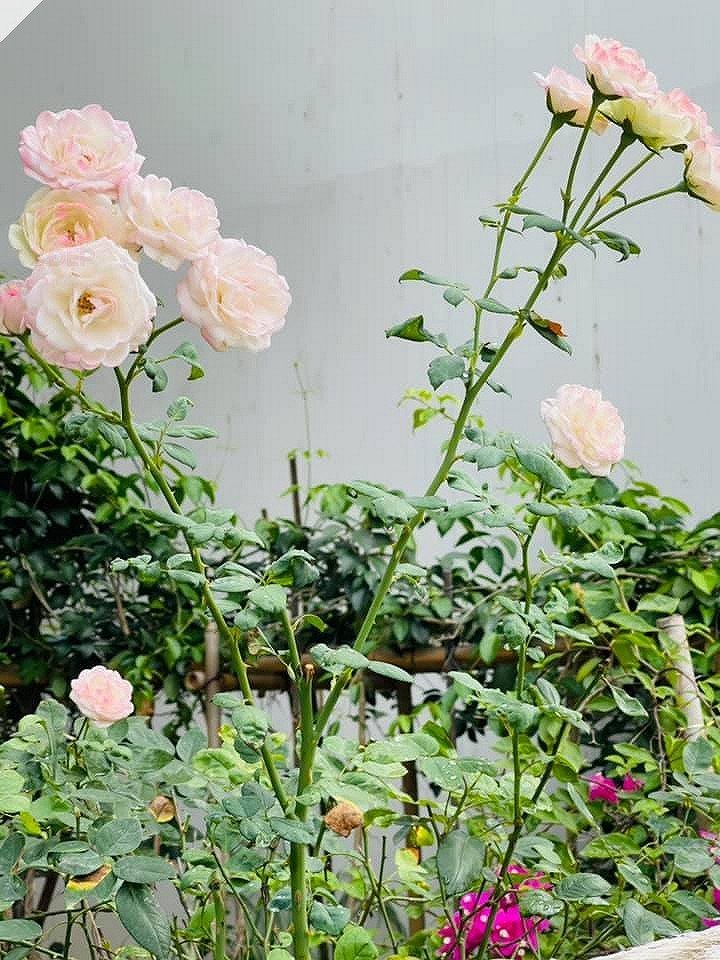 Điểm chung thú vị giữa 2 cơ ngơi của vợ mới - Phương Oanh và vợ cũ - Đào Lan Hương của Shark Bình - 17