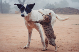Mèo ”ra tay” bảo vệ chủ nhân trước chó ”hư” nhà hàng xóm