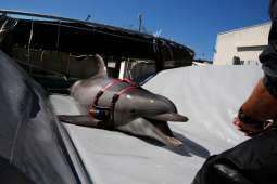 Thế giới - Báo Hải quân Anh: Nga tăng gấp đôi "quân số" cá heo hộ vệ Hạm đội Biển Đen