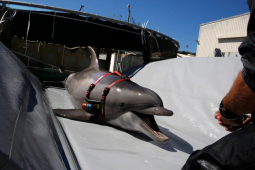 Thế giới - Báo Hải quân Anh: Nga tăng gấp đôi "quân số" cá heo hộ vệ Hạm đội Biển Đen