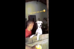 Clip hài hước - Khi chủ và chó cưng có máu "hóng hớt" như nhau