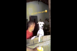 Clip hài hước - Khi chủ và chó cưng có máu "hóng hớt" như nhau