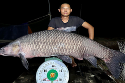 Thị trường - Tiêu dùng - Xôn xao người dân bắt được con cá "khủng" nặng 40kg, đại gia chi 50 triệu đồng để mua
