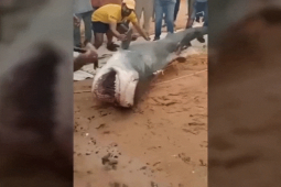 Thế giới - NÓNG trong tuần: "Đòn thù" của người dân với con cá mập ăn thịt thanh niên trên biển Ai Cập