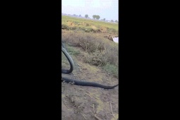 Phi thường - kỳ quặc - Video: Bị khỉ "trêu chọc", rắn hổ mang tung cú mổ tử thần để trả thù