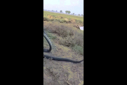 Phi thường - kỳ quặc - Video: Bị khỉ "trêu chọc", rắn hổ mang tung cú mổ tử thần để trả thù