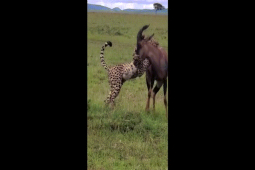 Phi thường - kỳ quặc - Video: Bị báo tấn công, linh dương bất ngờ phản công chiếm thế thượng phong