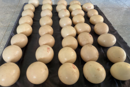 Kỳ lạ loại trứng giá hơn 500.000 đồng/quả vẫn ”cháy hàng”