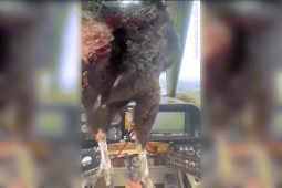 Nam Mỹ: Chim lớn đâm thủng kính máy bay, mặt phi công dính đầy máu
