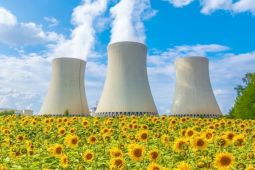 Vì sao hoa hướng dương được trồng sau thảm họa hạt nhân?