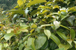 Thị trường - Tiêu dùng - Trước mọc bờ bụi nay thành gia vị nhà hàng, giá 100.000 đồng/kg