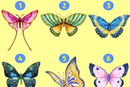 Bạn trẻ - Cuộc sống - Con bướm thu hút nhất tiết lộ tính cách sâu bên trong bạn