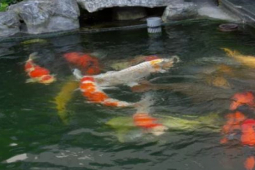 Thị trường - Tiêu dùng - Loài đắt đỏ, ở Việt Nam có con giá 500 triệu, cả ao như gia tài