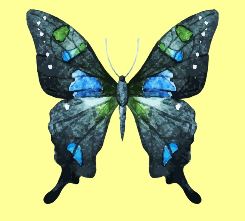 Con bướm thu hút nhất tiết lộ tính cách sâu bên trong bạn - 5